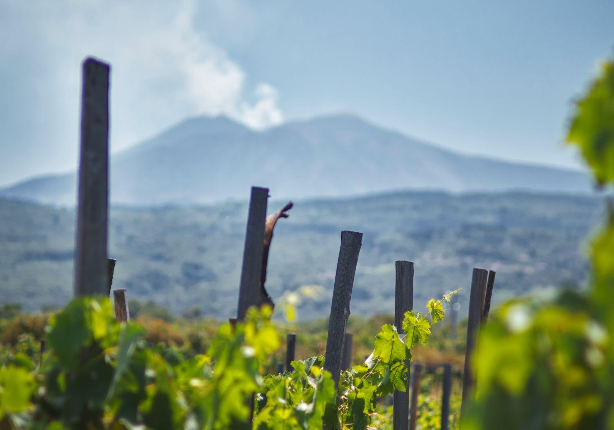 Volcanic Wines: How Etna’s Soil Creates Unique Flavors
